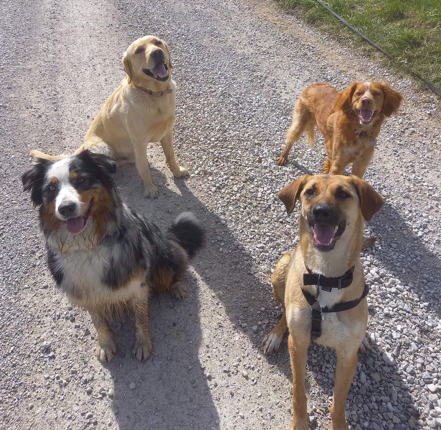 Promenade chien